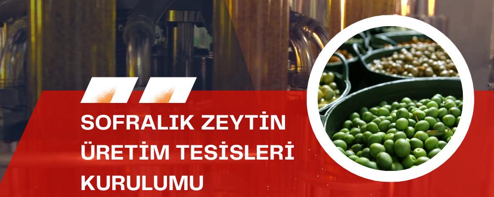 Sofralık Zeytin Üretim Tesisleri Kurulumu Danışmanlığı