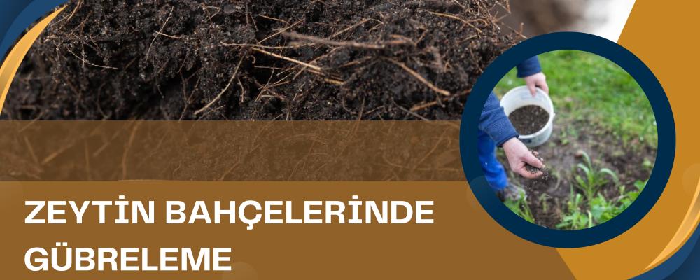 Zeytin Bahçelerinde Gübreleme Danışmanlığı