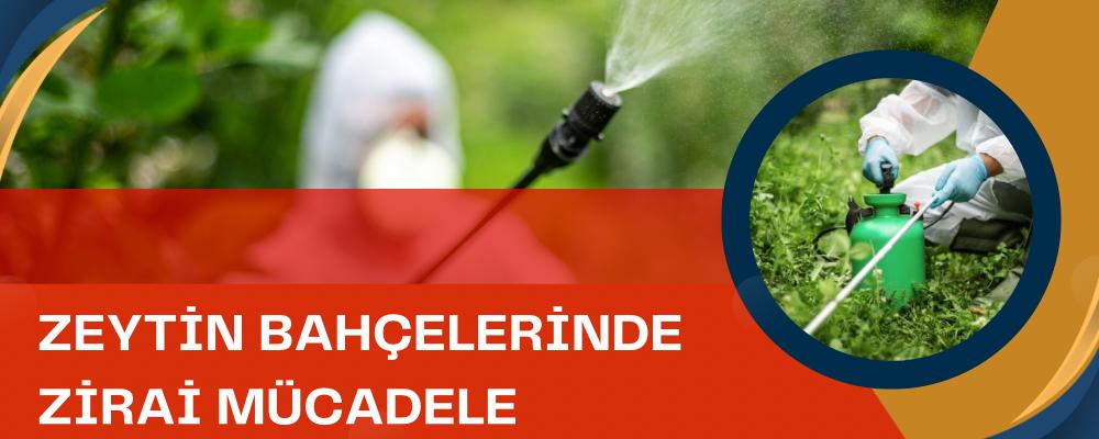 Zeytin Bahçelerinde Zirai Mücadele Danışmanlığı