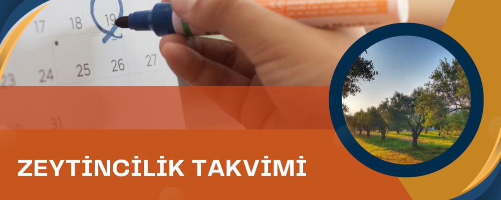 Zeytin Bahçelerinde Bakım Takvimi